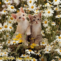 Burmese-cross kittens among daisies
