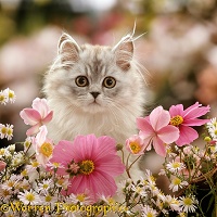 Persian kitten among pink flowers