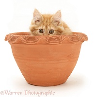 Ginger Maine Coon kitten hiding in a flowerpot