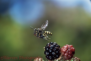 Field Digger Wasp flying with fly prey
