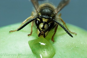 Common Wasp worker feeding on syrup