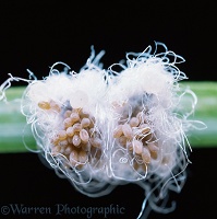 Woolly aphids covered in wax filaments