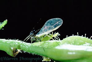 Female aphid giving birth to young