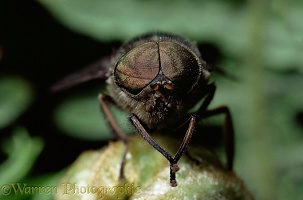 Close up of head of male Horse Fly