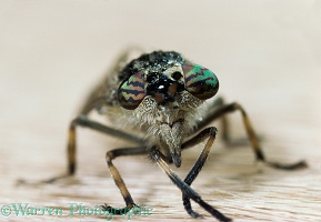 Close up of Horsefly or Cleg fly