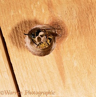 Tree Wasp queen in nest