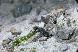 Sand Wasp taking caterpillar into its burrow