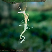 Japanese praying mantis