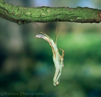 Japanese praying mantis