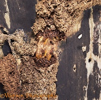 Tree termite workers repairing tunnel