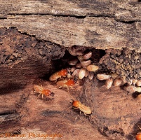 Termite soldiers and workers