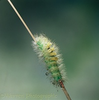 Pale Tussock Moth caterpillar