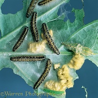 Large White Butterfly caterpillars parasitised by wasp