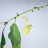 Brimstone butterfly emerging from pupa