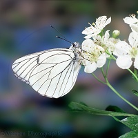 Black veined white butterfly