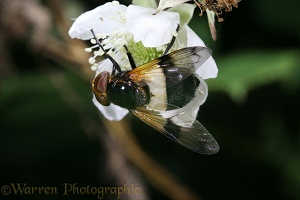 Volucella hoverfly on bramble