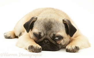 Fawn Pug bitch lying with chin on floor