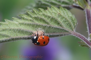 Parasitised Seven-spot Ladybird