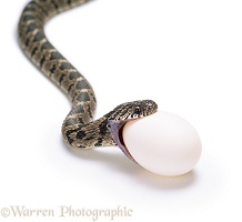 Egg-eating Snake about to swallow egg