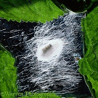 Silkworm moth larva spinning its cocoon