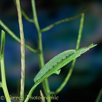 Green-veined White Butterfly caterpillar