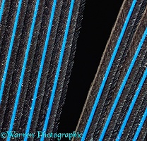 Close-up of a Macaw feather