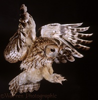 Tawny Owl alighting