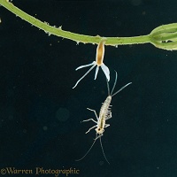Common hydra and mayfly larva