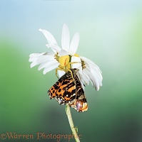 Goldenrod Crab Spider with prey