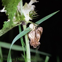 Goldenrod Crab Spider with prey