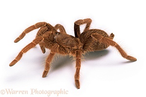 King Baboon Spider