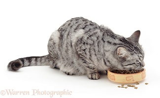 Silver tabby cat eating dry cat food