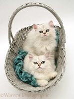 Two white Chinchilla kittens in a basket