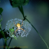 Forest spider in web