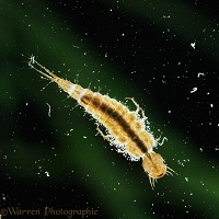 Growth of ciliate protozoa on larva of water beetle