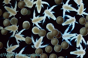 Brine Shrimp eggs hatching