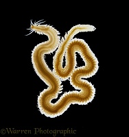 Padde worm