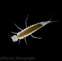 Larva of Water Beetle