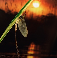 Mayfly at sunrise