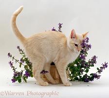 Cat rubbing on flowering catmint