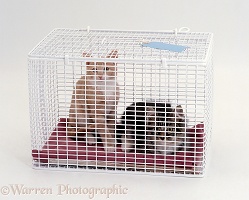 Two kittens in a cat-carrier
