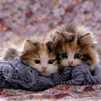 Persian-cross Calico kittens