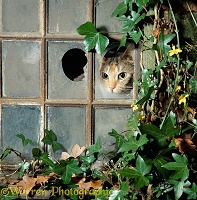 Tabby tortoiseshell cat looking out of a broken window