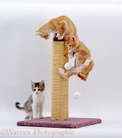Kittens playing on a scratch post