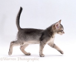 Kitten walking