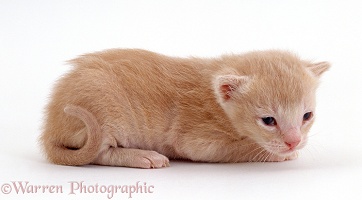 Ginger kitten, 2 weeks old