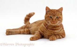 Ginger male cat