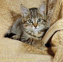 Female tabby kitten on chair