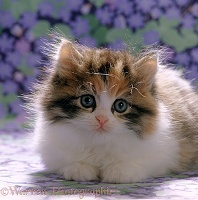 Cute fluffy Calico kitten