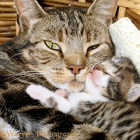 Tabby mother cat asleep with her 2-week-old kitten